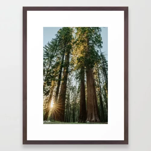 Sequoia Sunset Framed Art Print