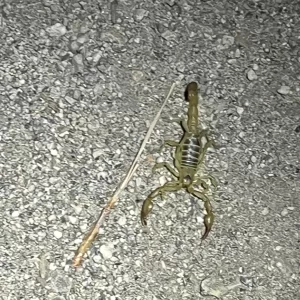 scorpion