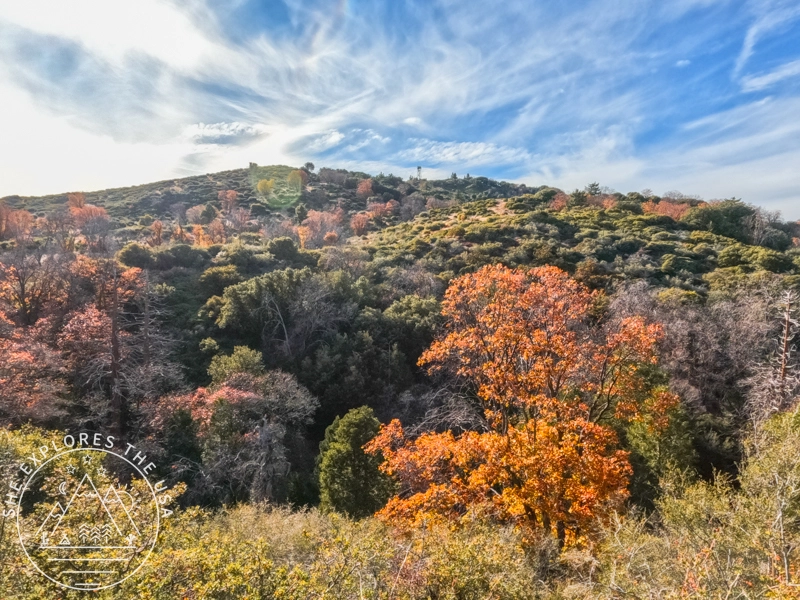 fall foliage around mile 5