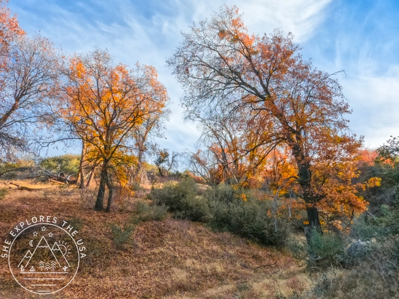 more fall foliage