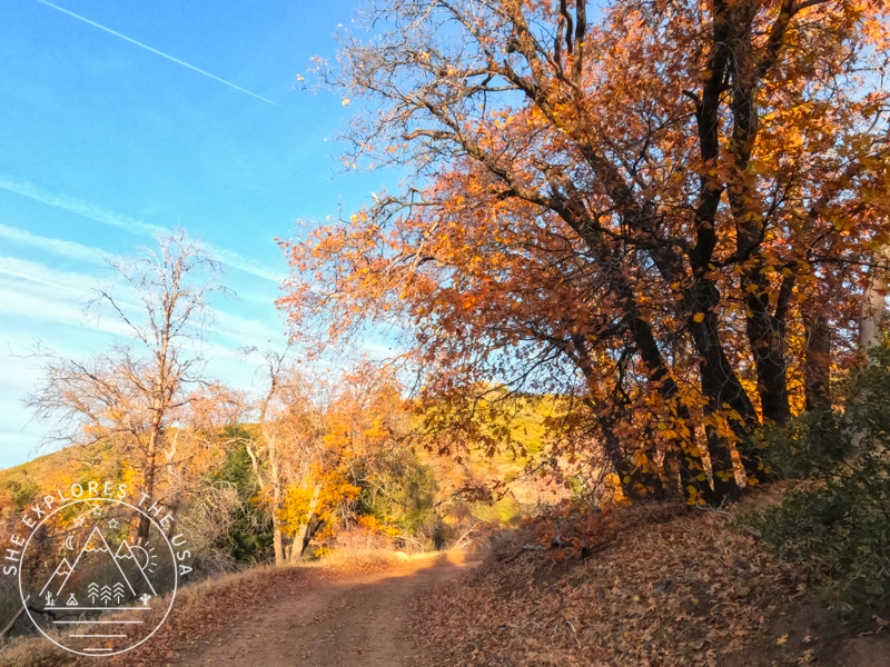 fall foliage (orange leaves)
