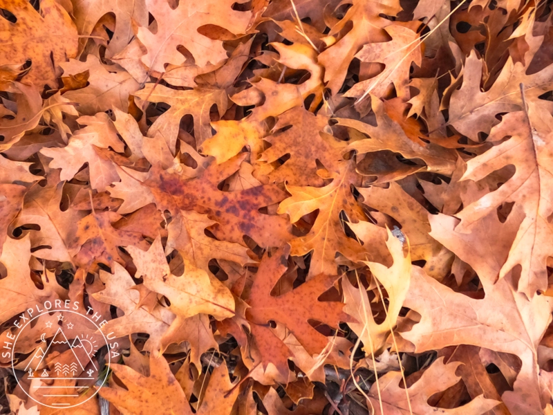 fall foliage