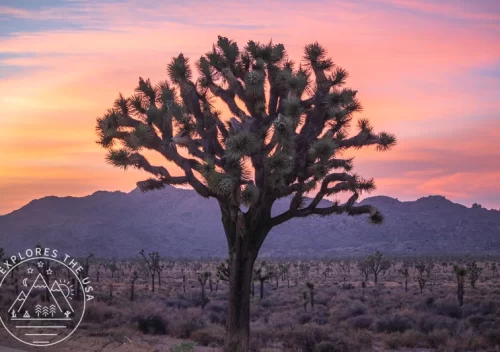 Joshua Tree National Park