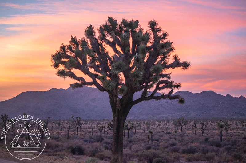 Joshua Tree National Park
