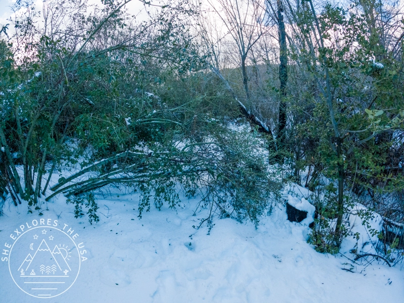 fallen trees