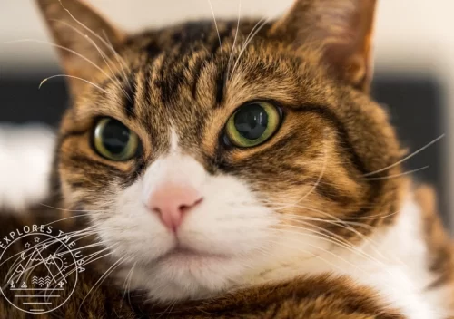 The Best Pet Monitoring Systems for Busy Travelers - caring for pets remotely