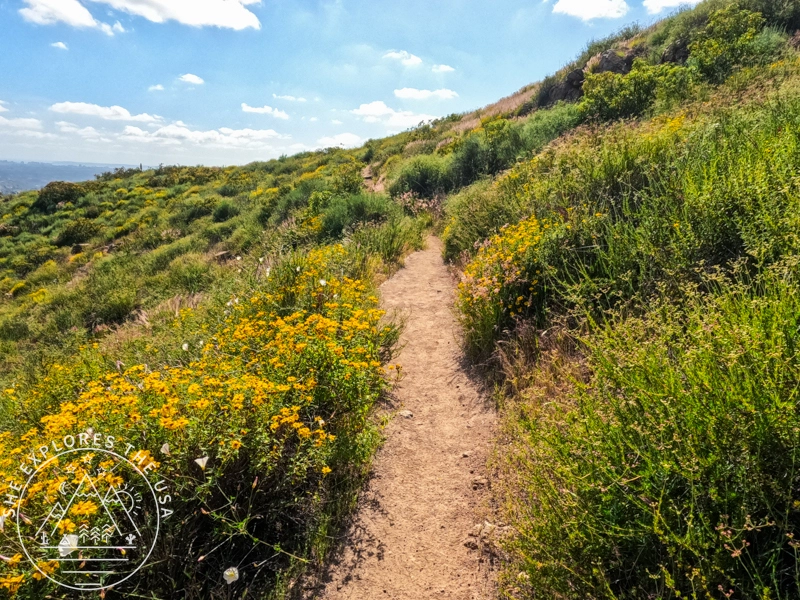 pretty wildflowers along the trail