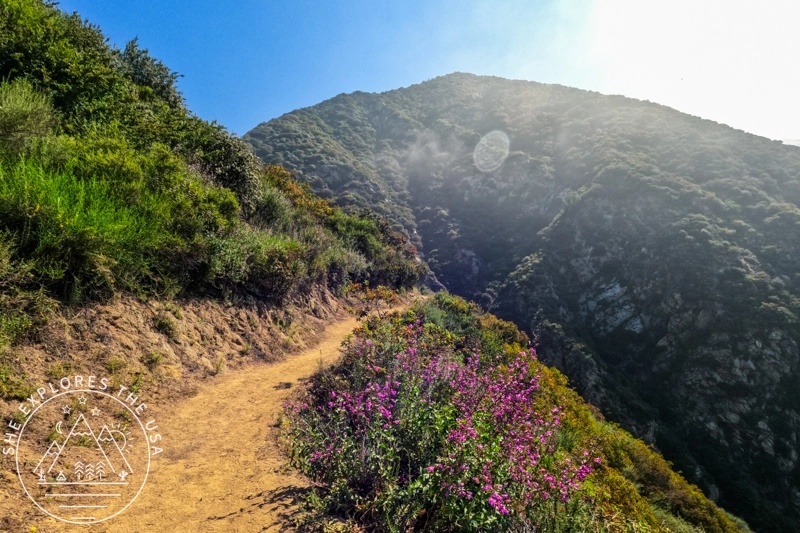 Mt Wilson with flowers along the trail