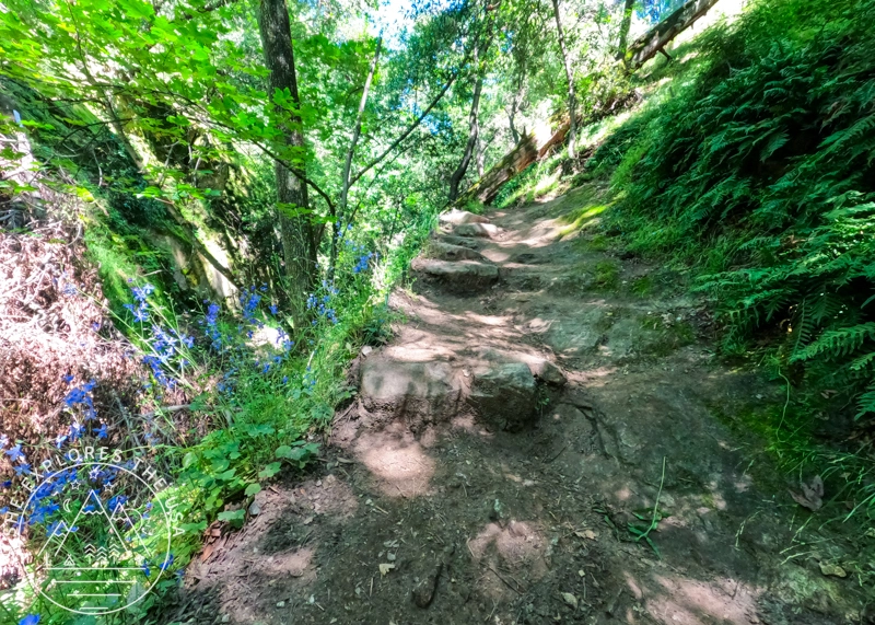 shaded trail to Mt Wilson