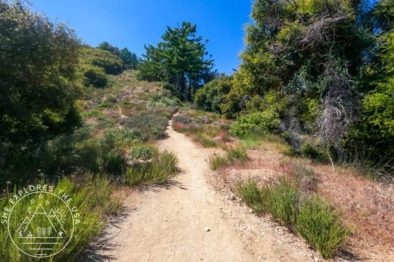 Mt Wilson trail after the saddle