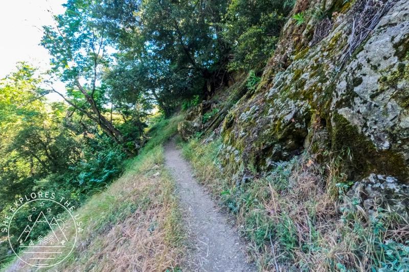 Mt Wilson trail scenery
