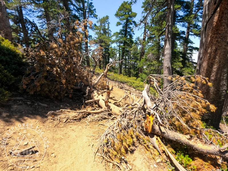 fallen tree