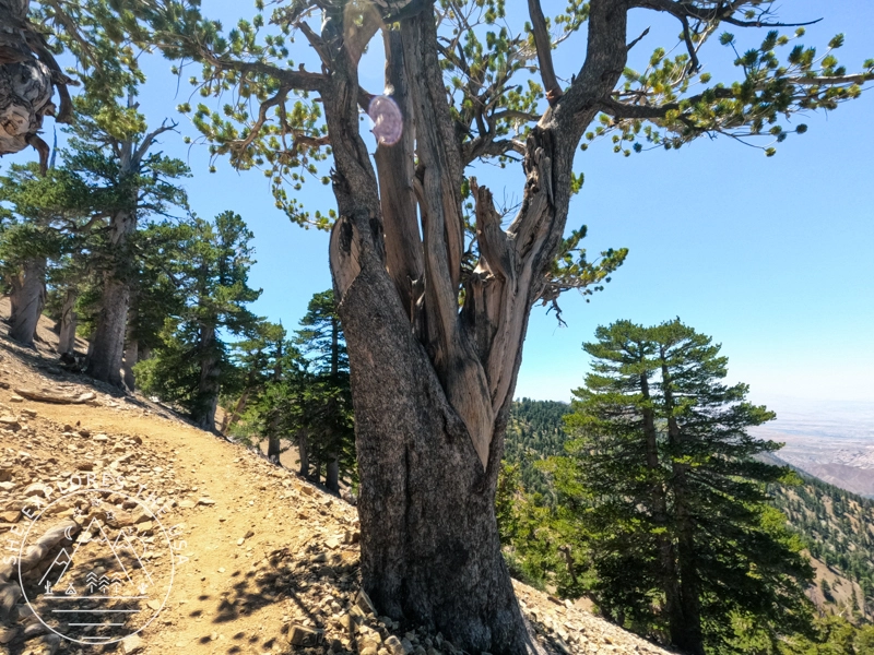 PCT to Baden Powell tree