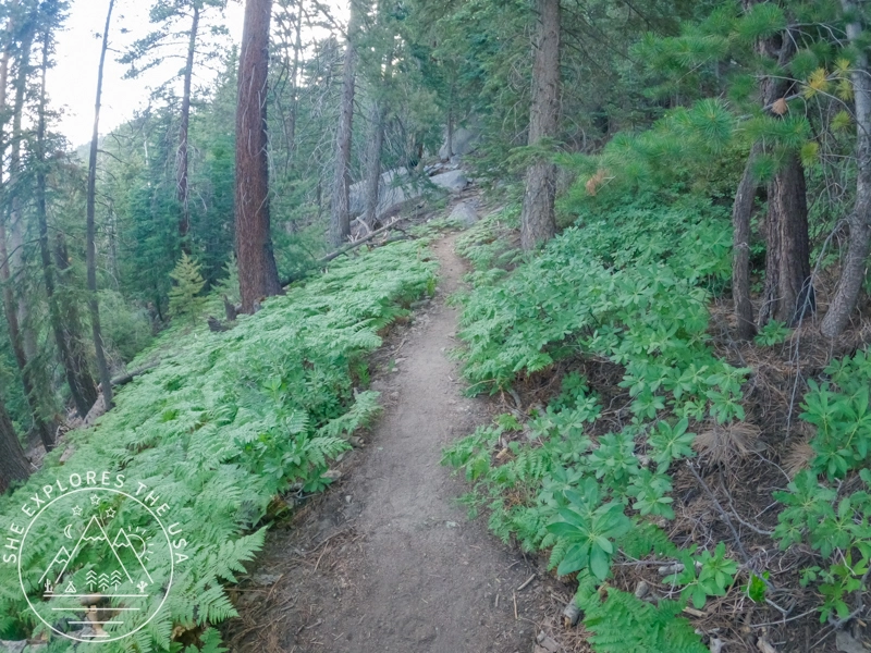 Lush Marion Mountain trail
