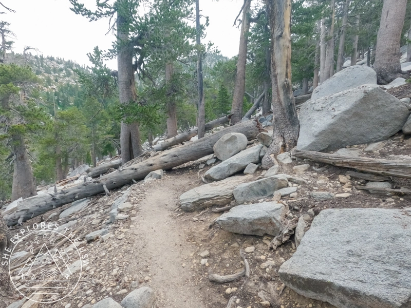 downed trees