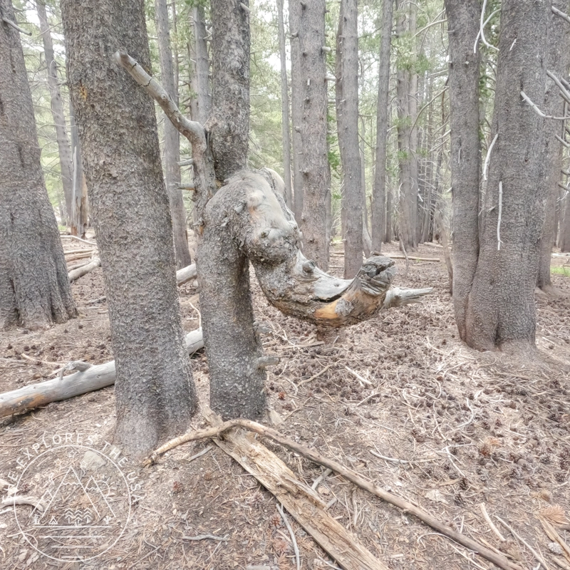 things with faces found on trail 2