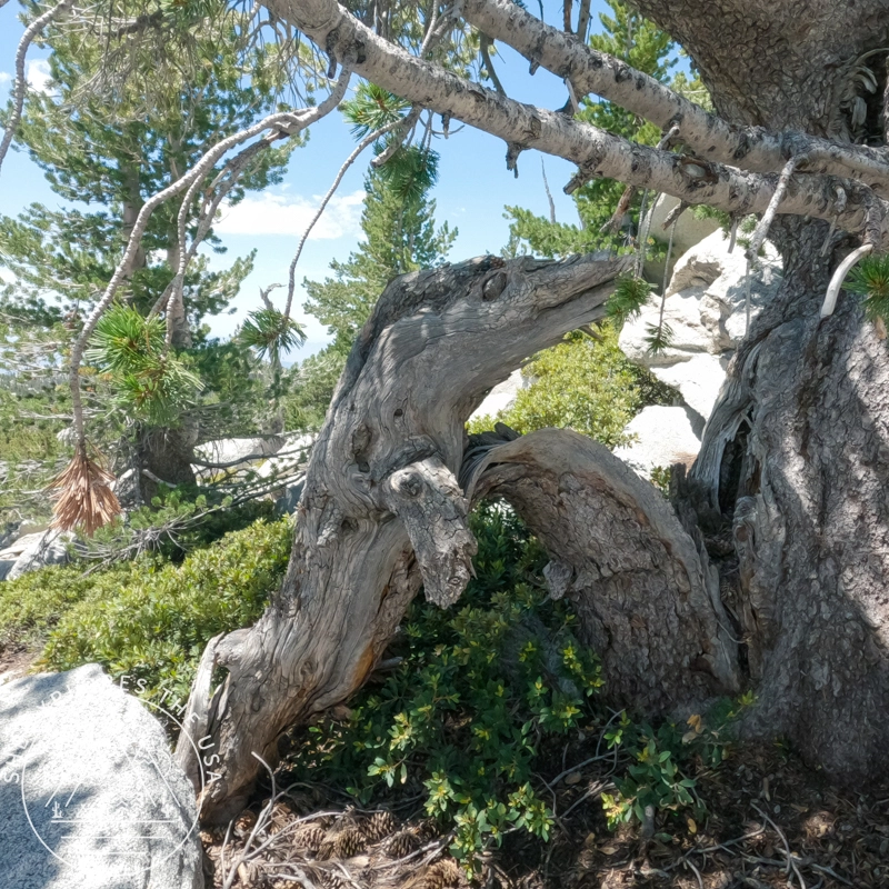 things with faces found on trail 1