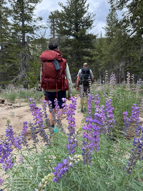 Wildflowers along Marion Mountain Trail
