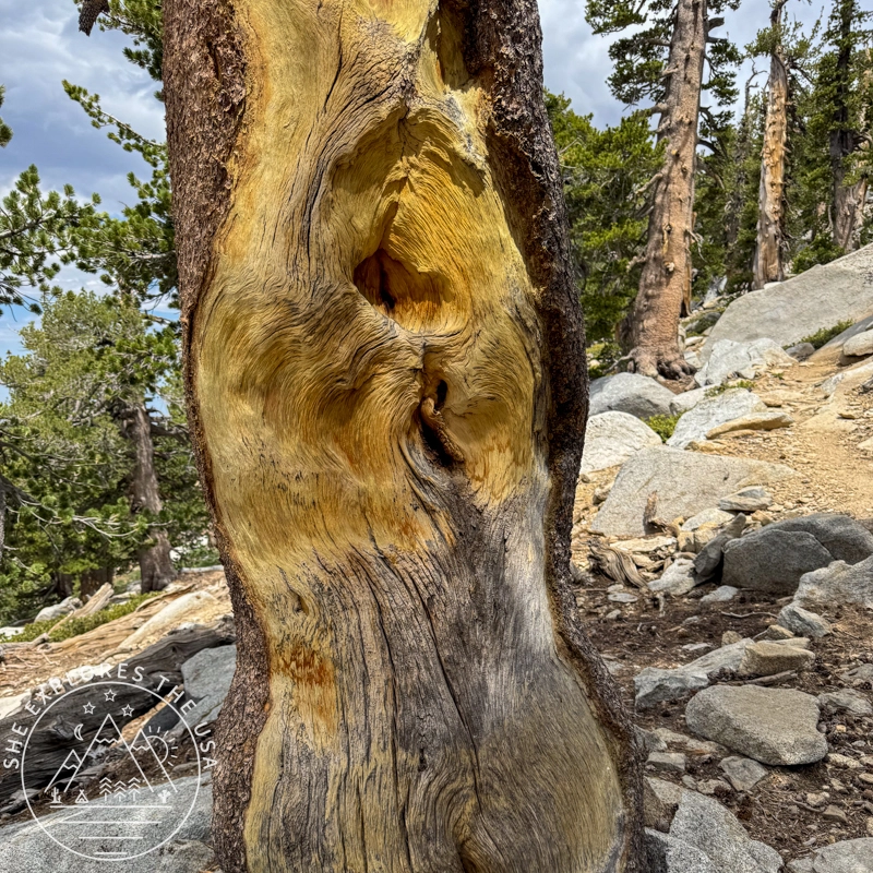 things with faces found on trail 3