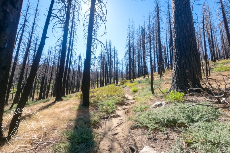 burnt area on san bernardino peak trail