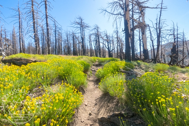 burnt area on san bernardino peak trail with flowers