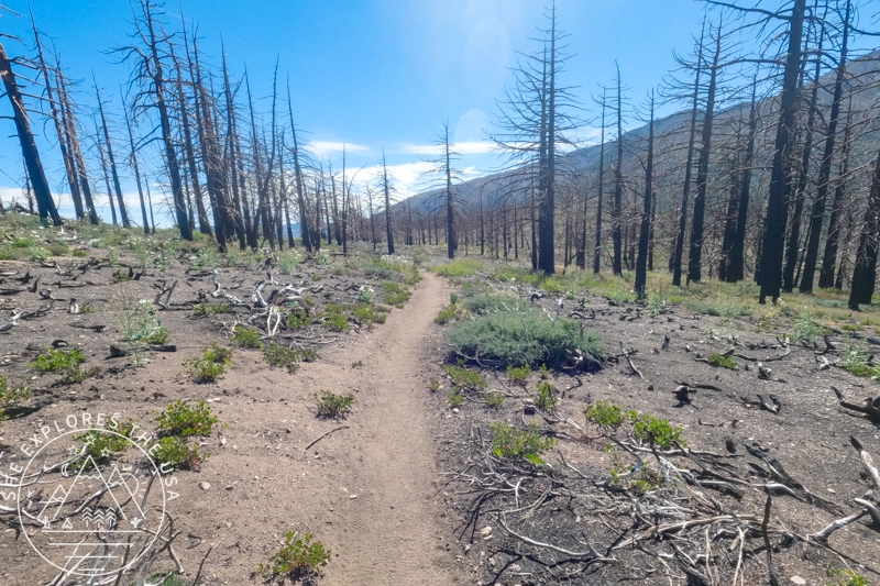 burnt area on san bernardino peak trail 2
