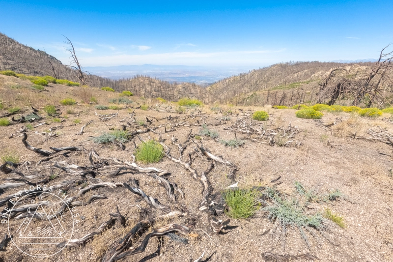 San Gorgonio wilderness views at mile marker 4
