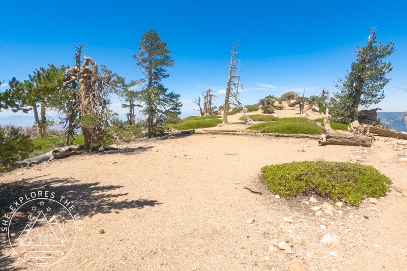 Limber Pine Bench Camp