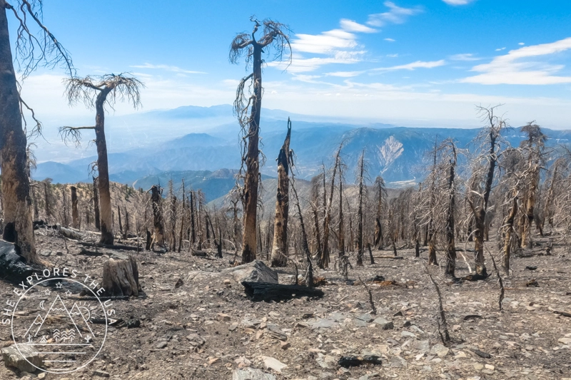 Hiking San Bernardino Peak via the Angelus Oaks Trail - El Dorado Fire remnants