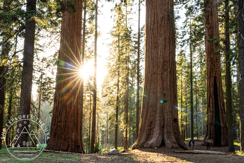 sunstar amongst the giant trees