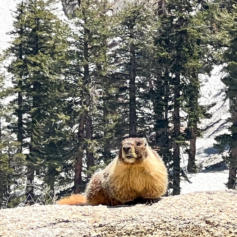 marmot