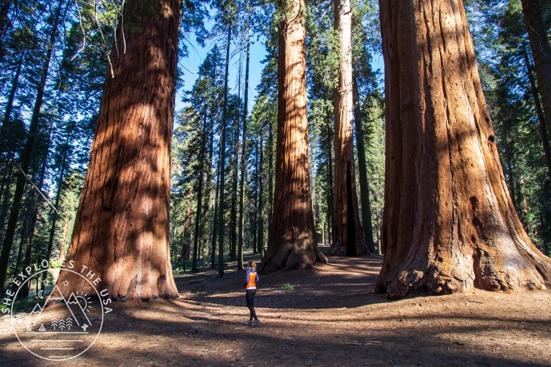 a woman amongst the giant sequoia trees