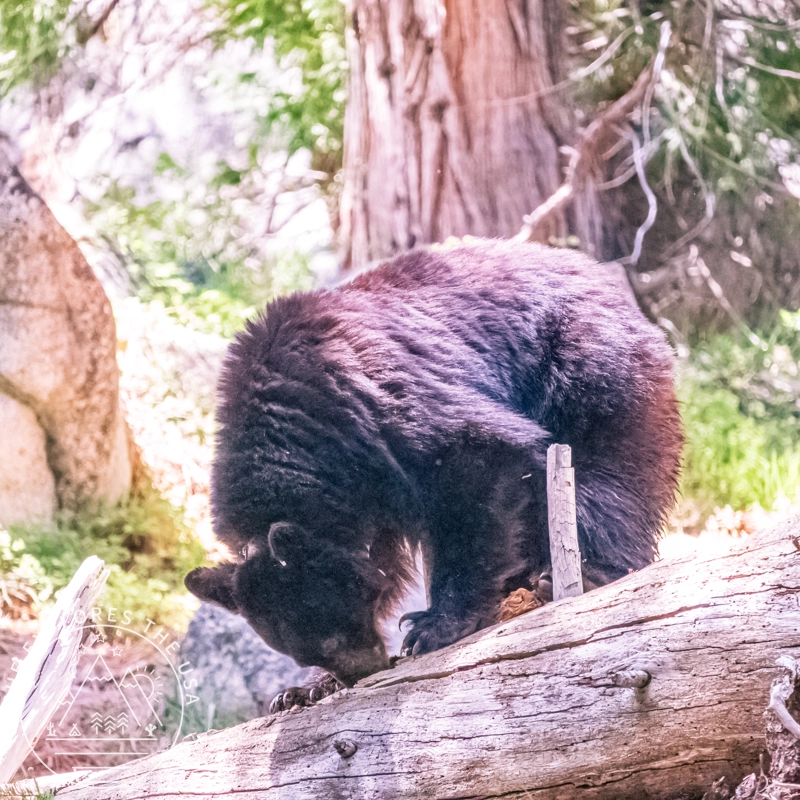 black bear