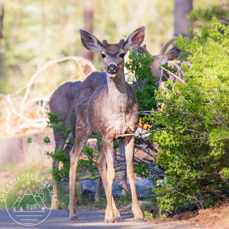 deer