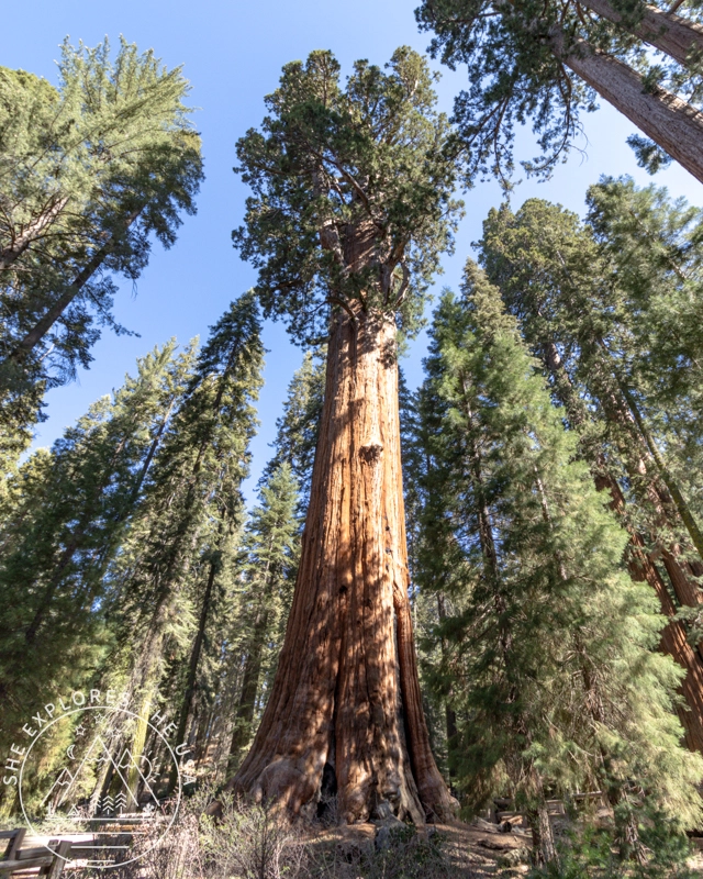 General Sherman Tree
