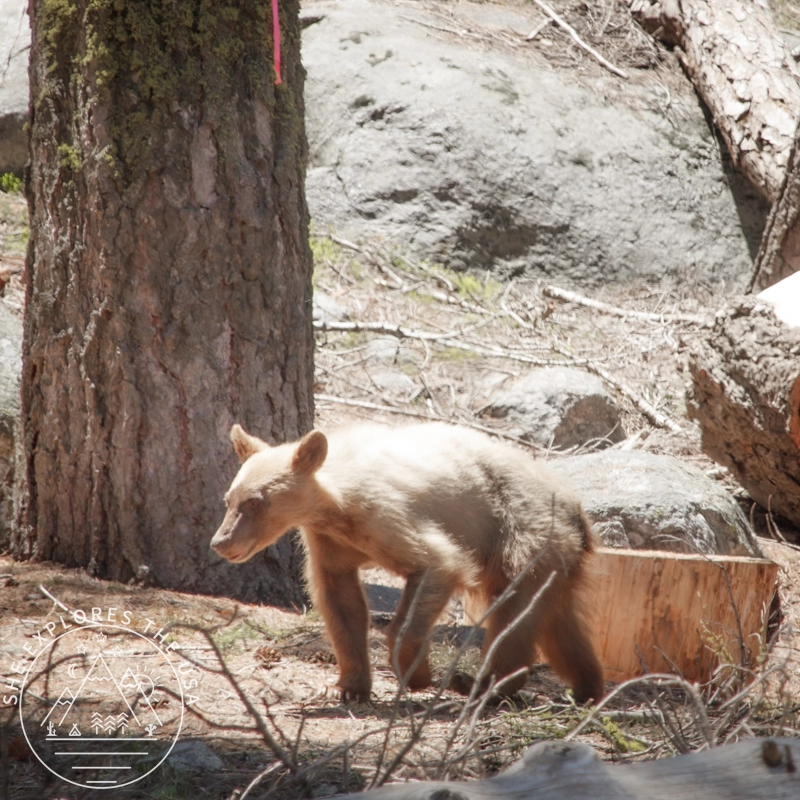 brown cub