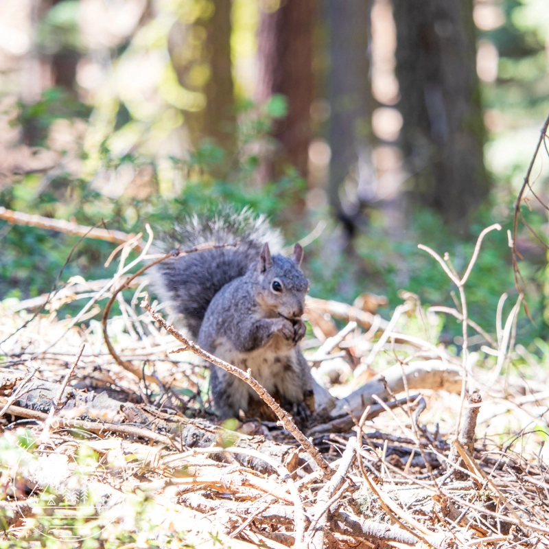 squirrel