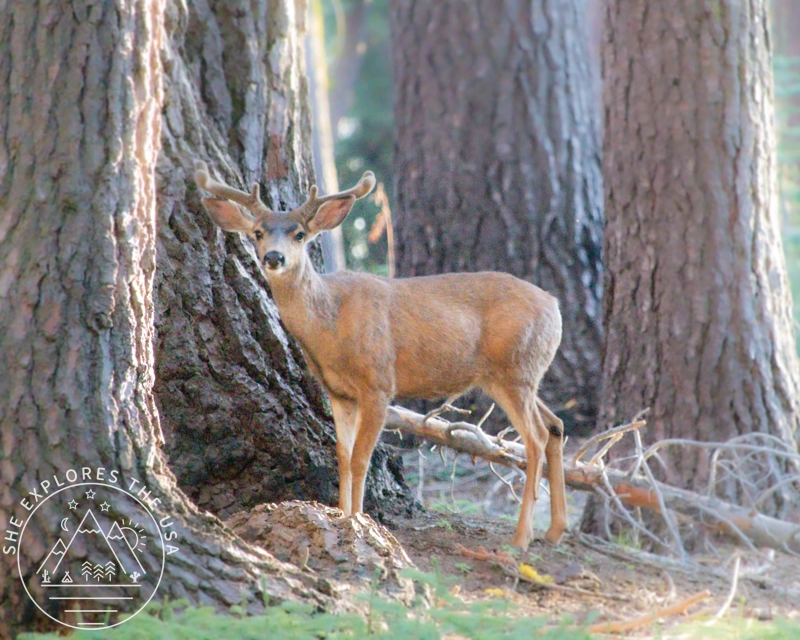 deer