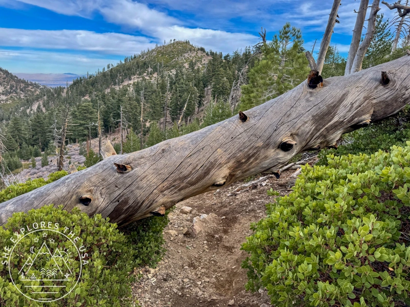 Ontario Peak trail 1