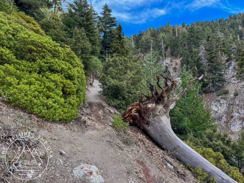 Hiking to Ontario Peak