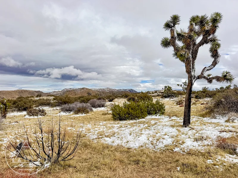 snow on the ground around a Joshua Tree