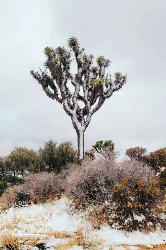 snow covered joshua tree
