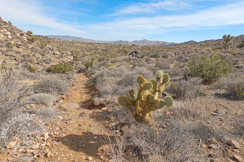 rockier and rugged trail in lost horse section of CRHT