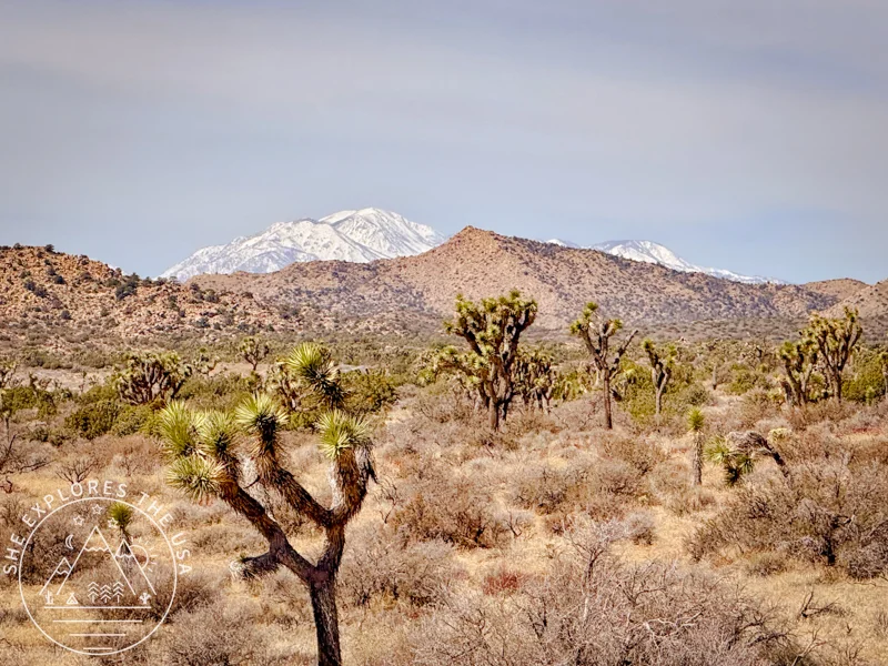Snowy San Gorgonio from Joshua Tree CRHT 