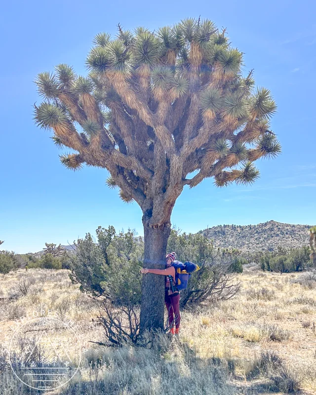 hugging a tall joshua tree