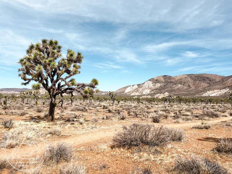 CRHT near Ryan Campground