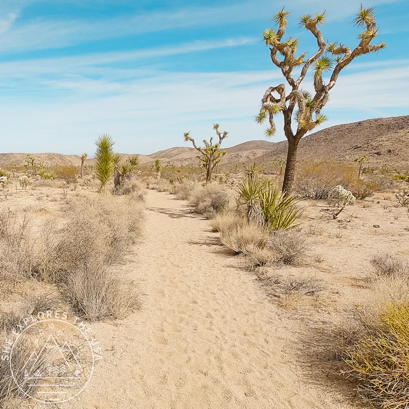 sandy trail in twin tanks section
