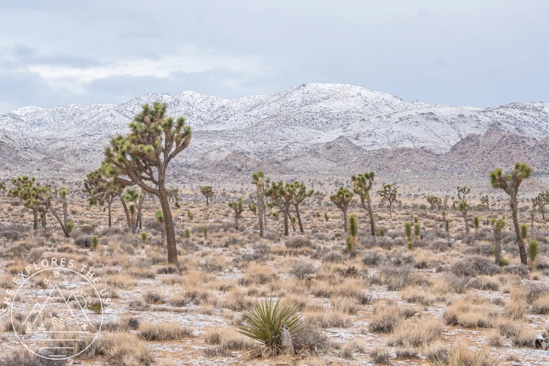 Joshua Tree with snow covered mountains in background