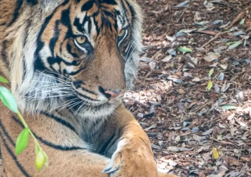 San Diego Safari Park - Tiger close up