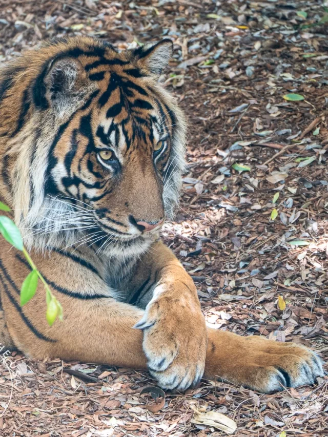 Unforgettable Safari Moments in San Diego
